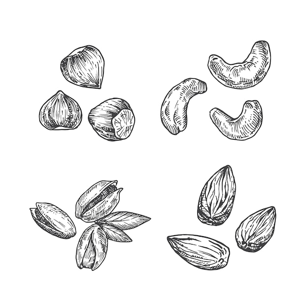 Ilustración de nueces. boceto abstracto de almendras, anacardos, avellanas y pistachos. ilustración dibujada a mano.