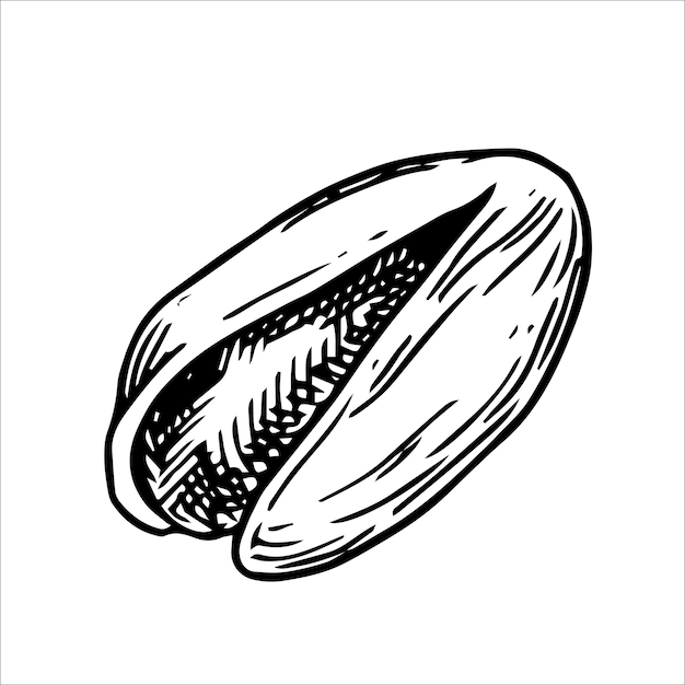 Ilustración de la nuez de pistacho dibujo lineal en estilo boceto