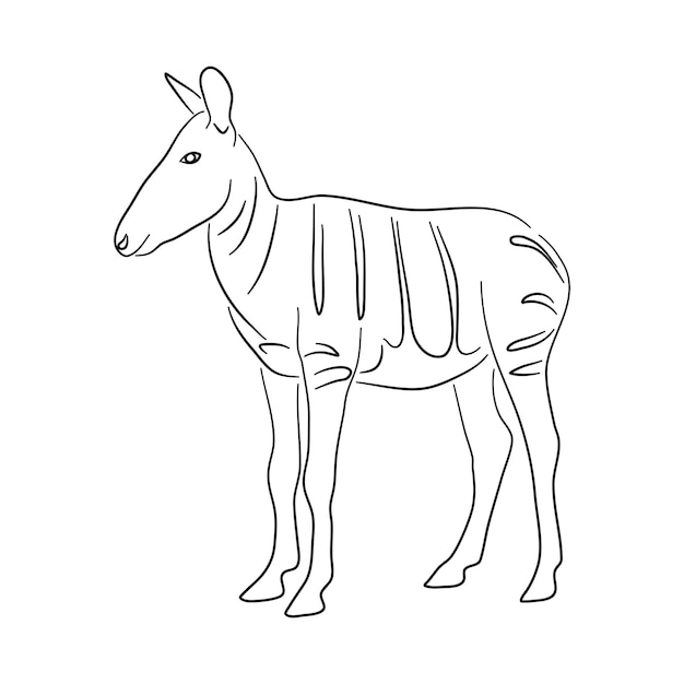 Ilustración de Okapi en estilo garabato Vector aislado en un fondo blanco