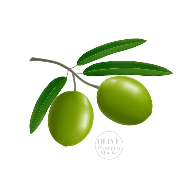 Ilustración de oliva realista