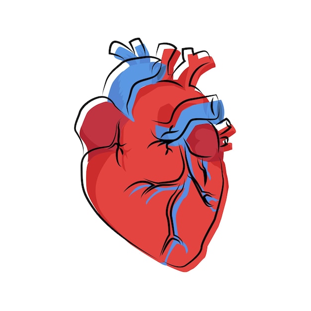 Ilustración de órgano de corazón humano con contorno compensado