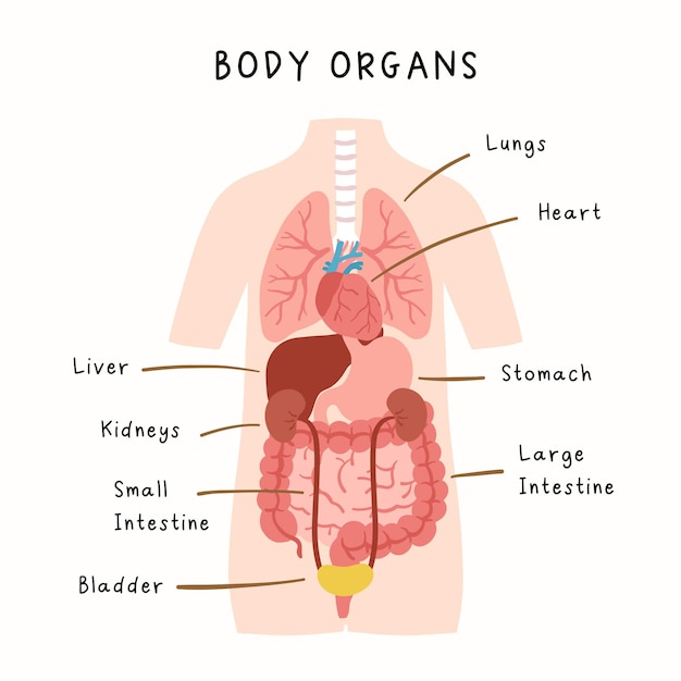 Ilustración de órganos del cuerpo humano Infografía de anatomía humana para el estudio de los niños