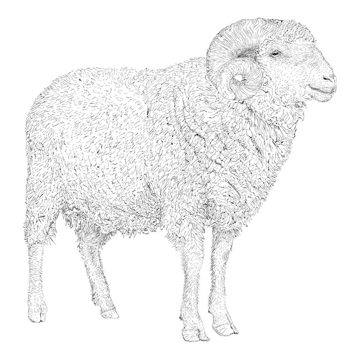 Vector ilustración de ovejas, diseño dibujado a mano.