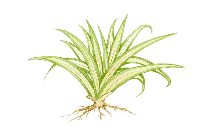 Vector ilustración de pandanus veitchii o plantas de agave