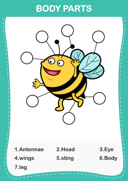 Ilustración de la parte del cuerpo del vocabulario de las abejas, escriba el número correcto de partes del cuerpo.vector