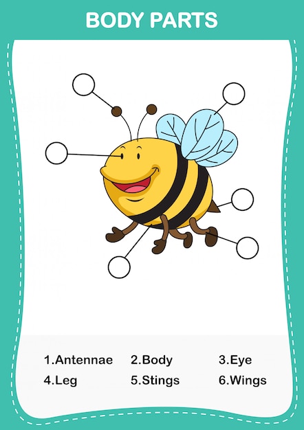 Ilustración de la parte del cuerpo del vocabulario de las abejas, escriba los números correctos de las partes del cuerpo