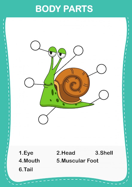 Ilustración de la parte del cuerpo del vocabulario de caracol, escriba los números correctos de partes del cuerpo