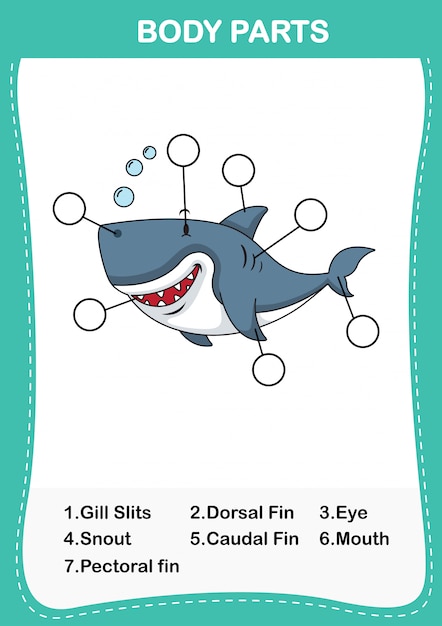 Ilustración de la parte del cuerpo del vocabulario de tiburones. escribe los números correctos de las partes del cuerpo.