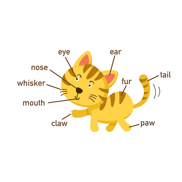 Ilustración de la parte del vocabulario del gato de body.vector