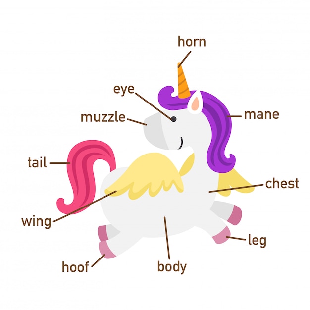 Ilustración de la parte de vocabulario de unicornio de body.vector