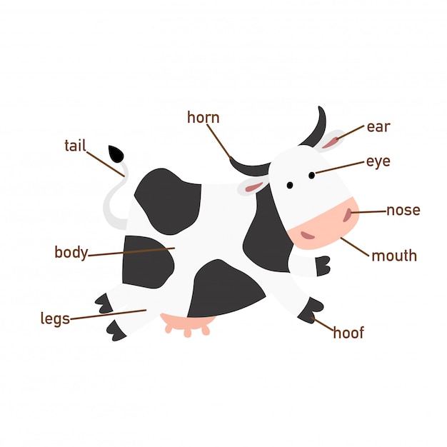 Vector ilustración de la parte de vocabulario de la vaca de body.vector