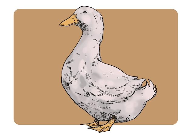 Ilustración del pato de la época
