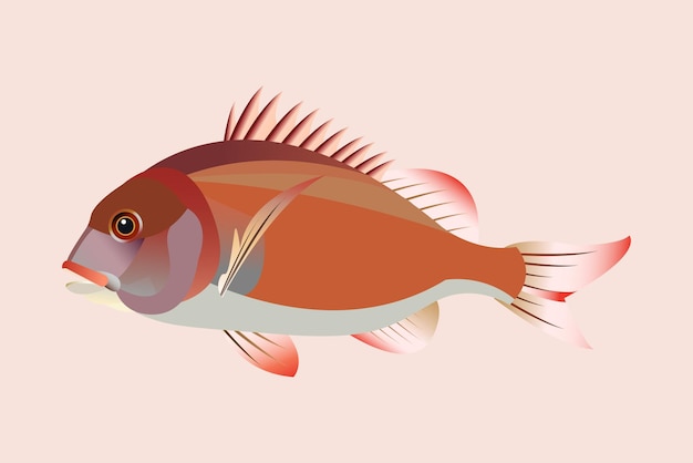 Vector ilustración de peces aislados