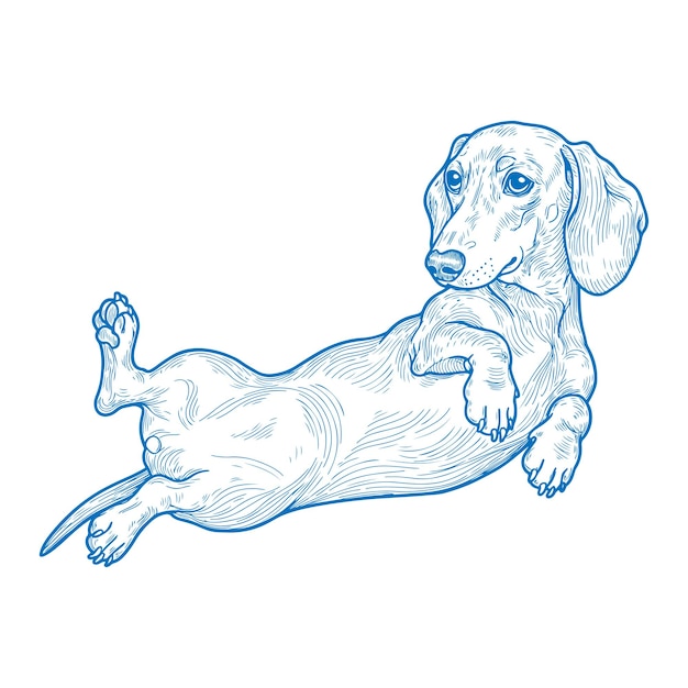 Ilustración de perro Dachshund reclinado en una postura lúdica dibujada en estilo de arte de línea vintage