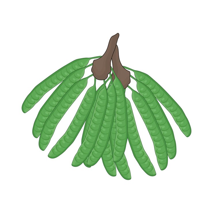 Vector ilustración del petai