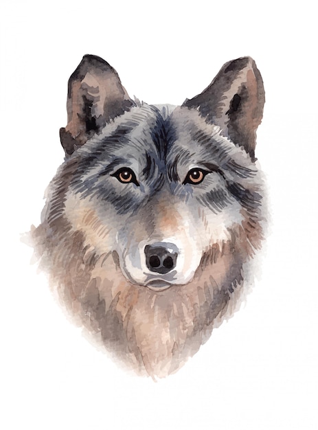 Ilustración pintada a mano de lobo acuarela