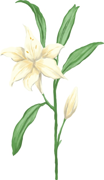 Ilustración de la pintura de la flor de lirio blanco
