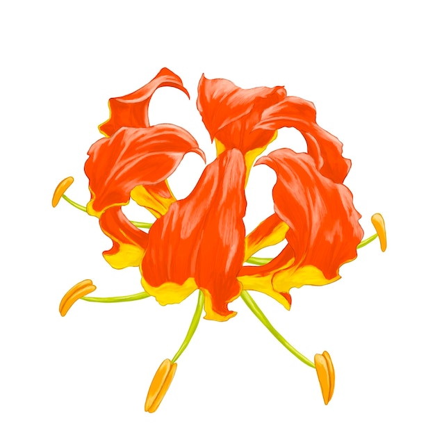 Ilustración de la pintura de la flor del lirio de llamas