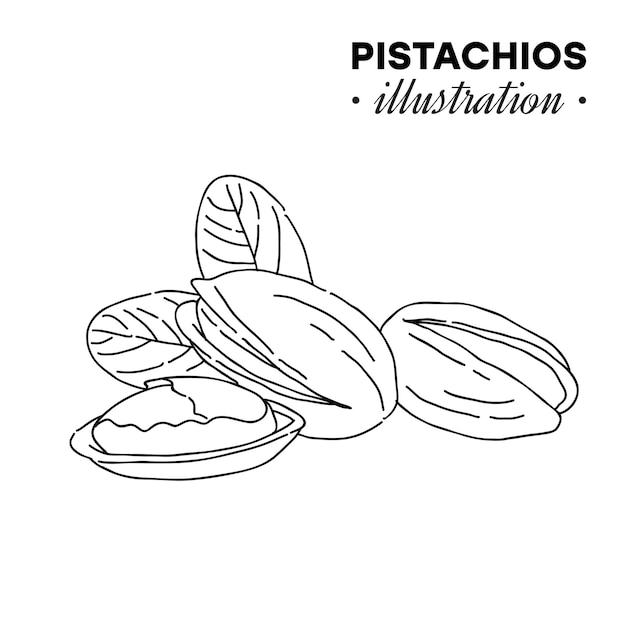 Ilustración de pistachos dibujados a mano