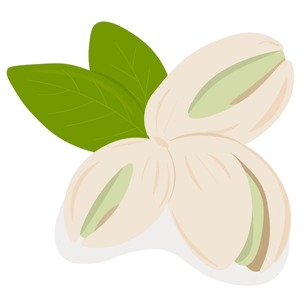 Vector ilustración de pistachos con hojasx9