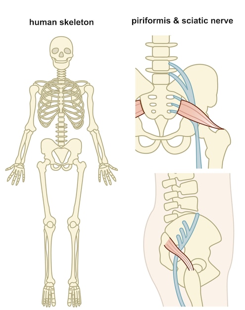 Ilustración plana del esqueleto humano y la pelvis
