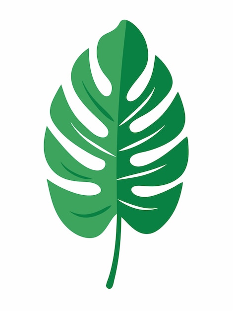 Ilustración plana de la hoja de Monstera sobre un fondo blanco