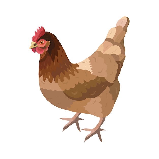 Ilustración plana vectorial de gallina ponedora isométrica