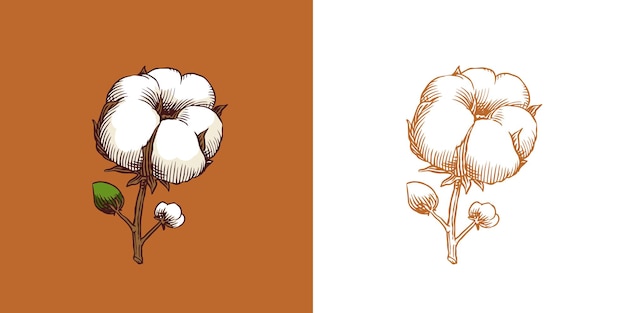 Ilustración de planta de algodón orgánico línea dibujada a mano hierba de boda hojas elegantes y insignias logotipo