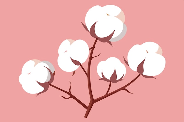 Ilustración de la planta del algodón