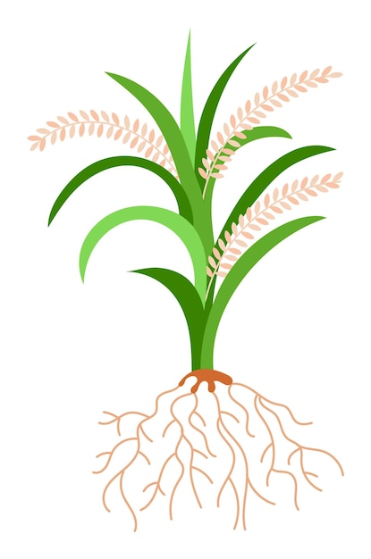Ilustración de la planta de arroz que muestra hojas verdes raíces etapas de crecimiento detalladas del cultivo de arroz granos