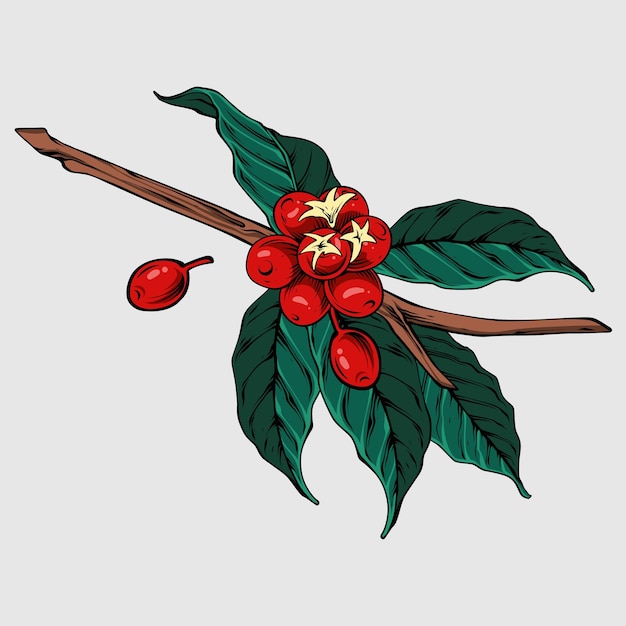 Ilustración de la planta de café