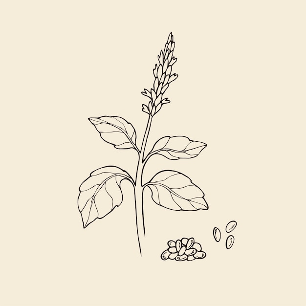 Ilustración de planta de chía dibujada a mano