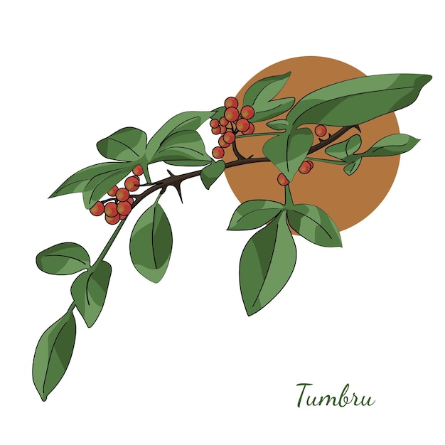 Vector ilustración de la planta de hierba tumbru zanthoxylum armatum