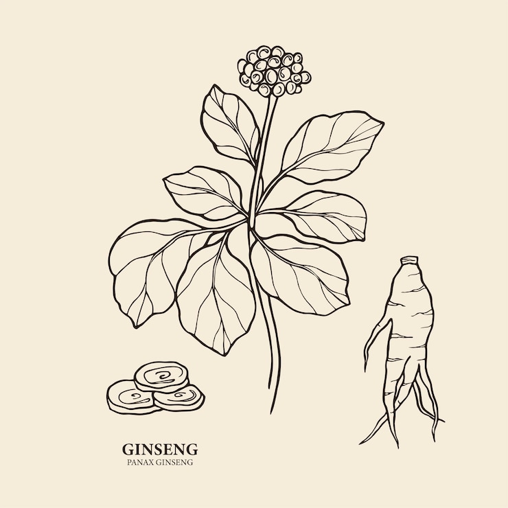 Vector ilustración de planta y raíz de ginseng de arte lineal