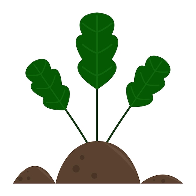 Ilustración de la planta