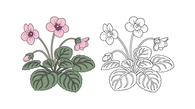 Ilustración de una plantación de violetas africanas