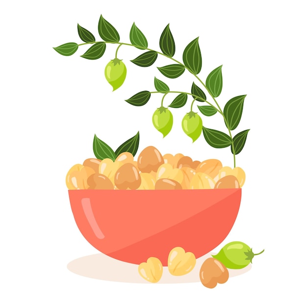 Vector ilustración de plantas y garbanzos dibujados