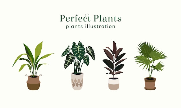 Vector ilustración de plantas perfectas