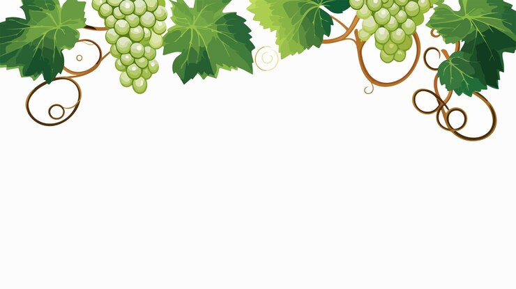 Vector ilustración de la plantilla en blanco de la fruta de la vid