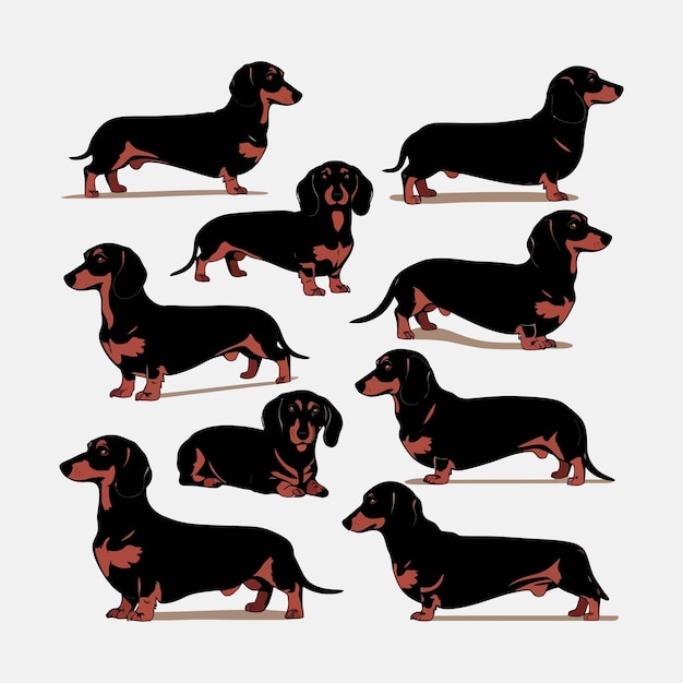 Ilustración de plantilla vectorial de animales para el conjunto de siluetas de perros Dachshund