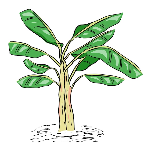 Ilustración de un plátano para diseños botánicos Materiales educativos Proyectos con temas tropicales