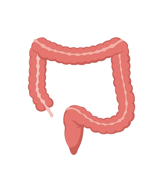 Ilustración de las poblaciones de vectores del intestino grueso