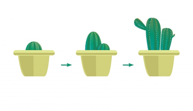 Vector ilustración de proceso de crecimiento de cactus.