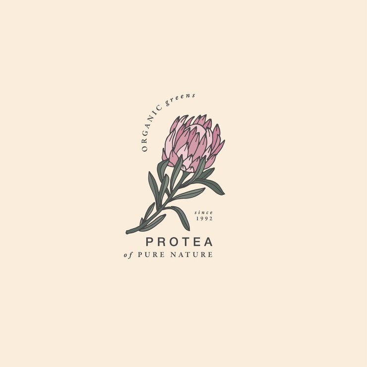 ilustración, protea, flor, vendimia, grabado, estilo