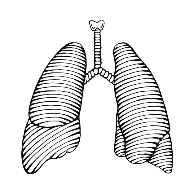 Ilustración de pulmón humano dibujada a mano