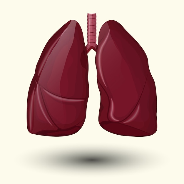 Vector ilustración de pulmones sanos