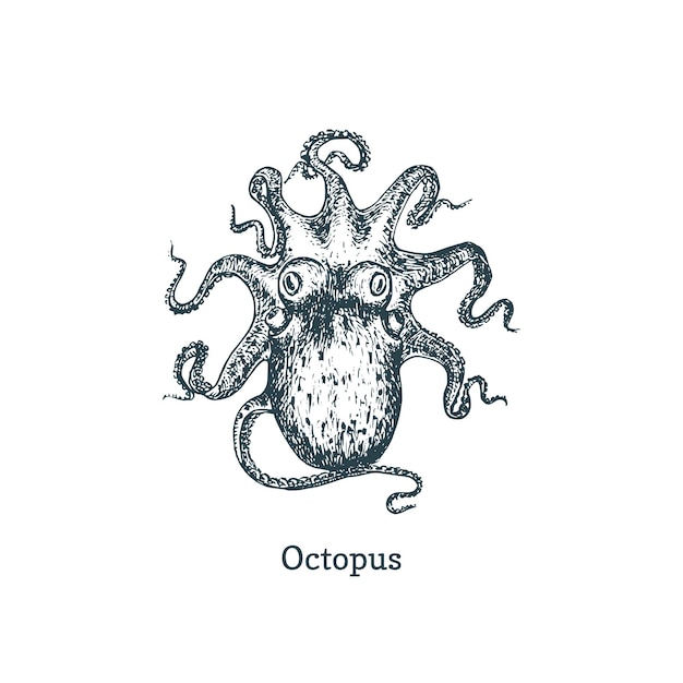 Ilustración de pulpo. Dibujo de molusco en vector. Dibujo en estilo grabado.