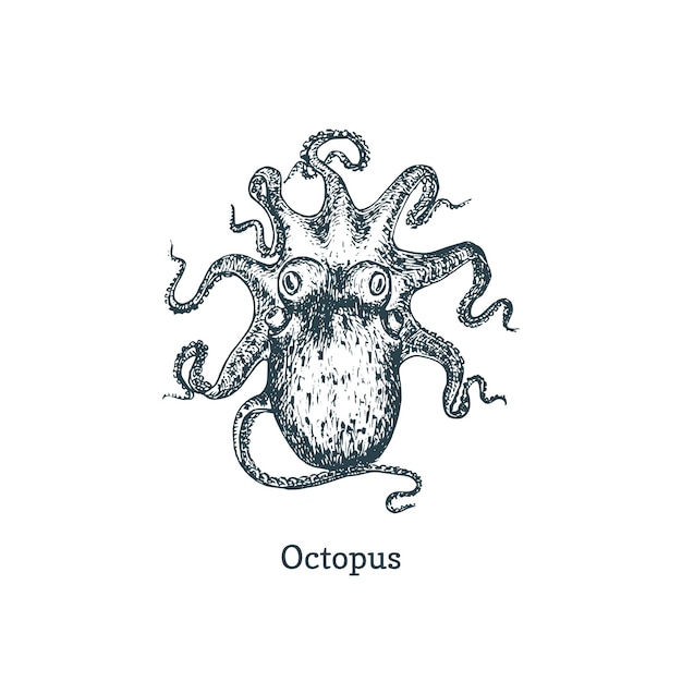 Ilustración de pulpo. dibujo de molusco en vector. dibujo en estilo grabado.