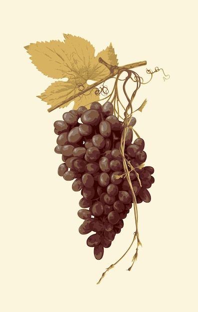 Ilustración de un racimo de uvas