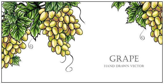 Ilustración de racimos de uvas aisladas sobre fondo blanco
